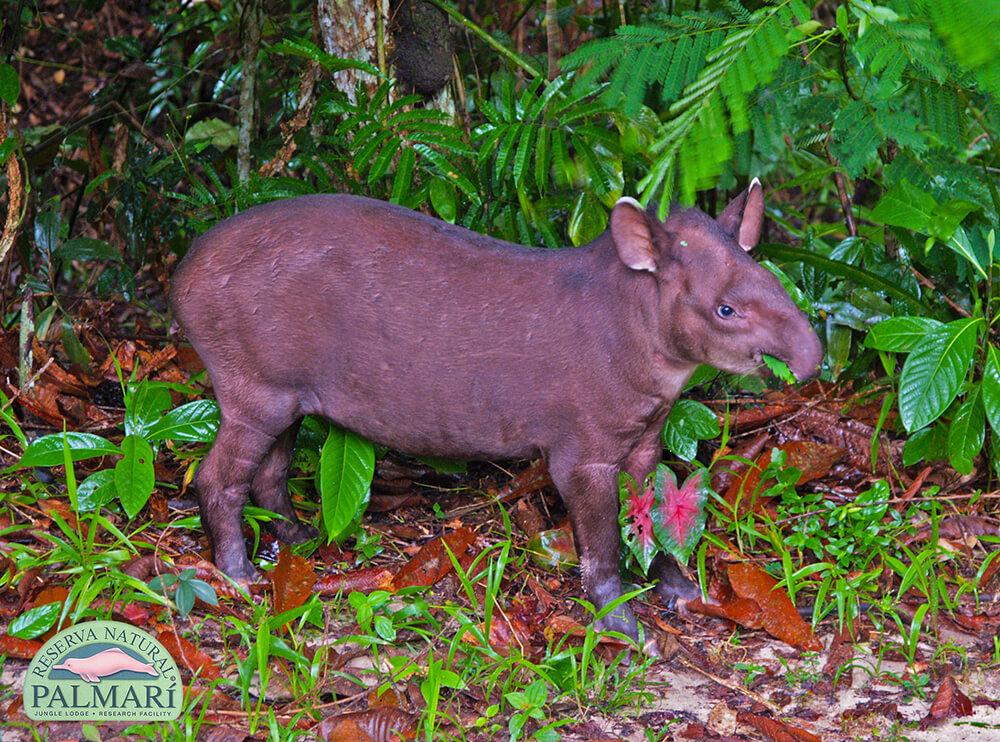 Reserva-Natural-Palmari-Fauna-069