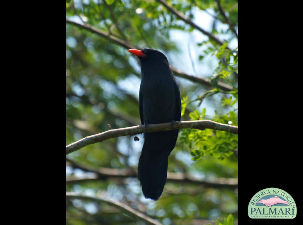 Reserva-Natural-Palmari-Fauna-070