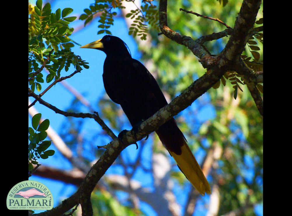 Reserva-Natural-Palmari-Fauna-074