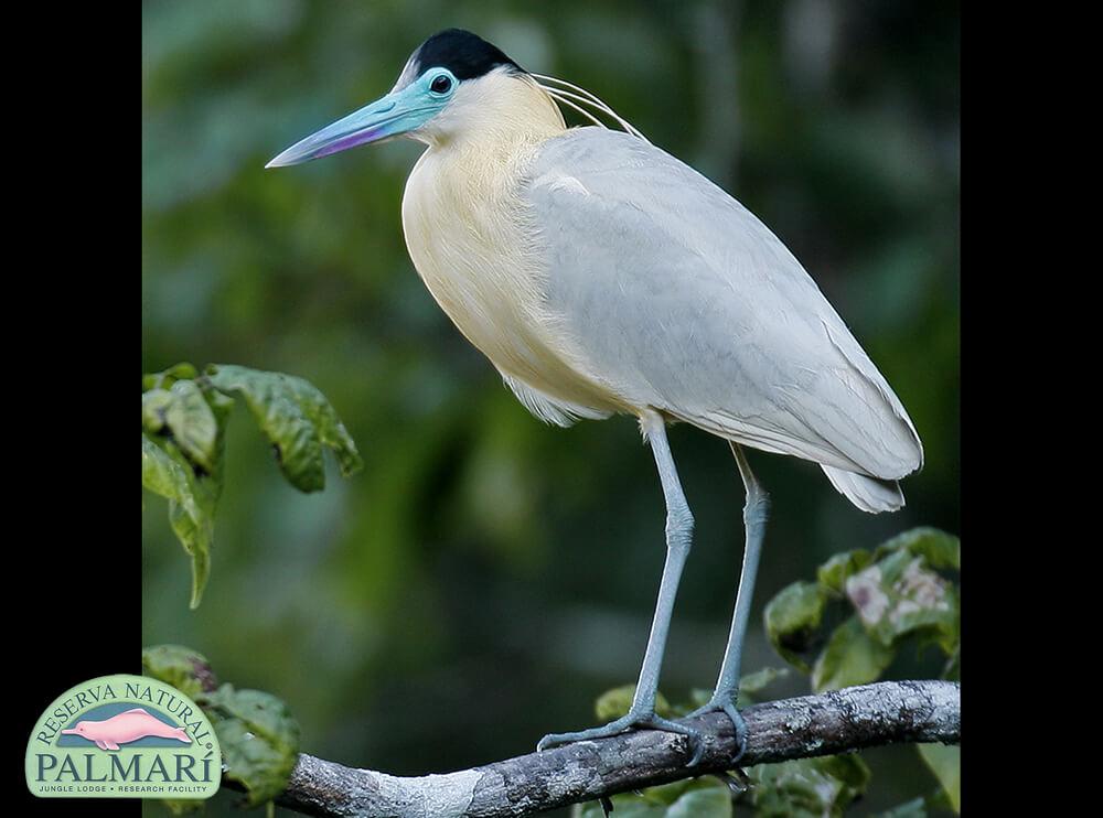 Reserva-Natural-Palmari-Fauna-078