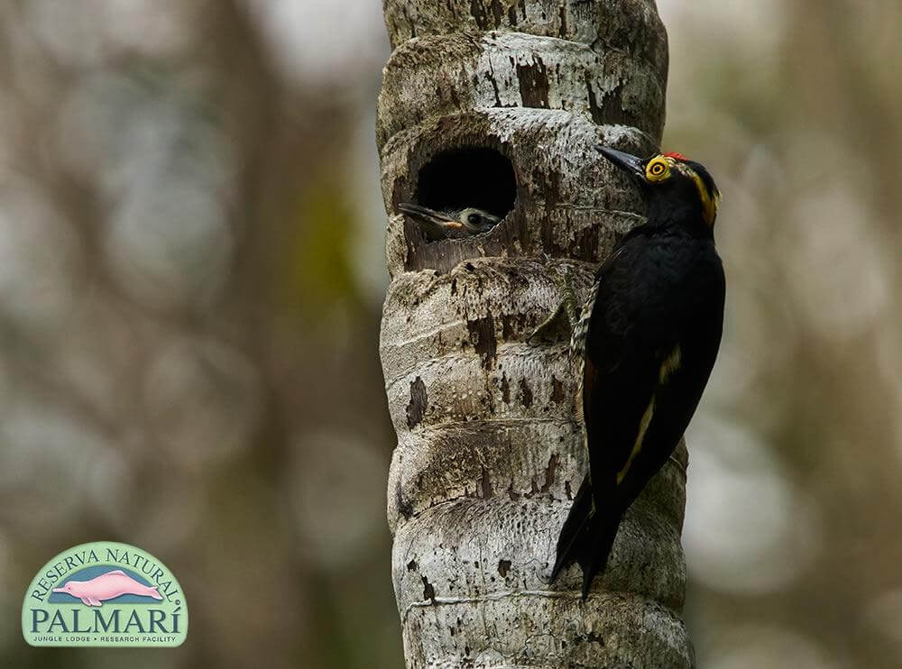 Reserva-Natural-Palmari-Fauna-087