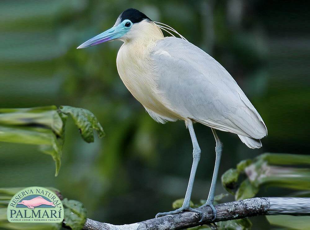 Reserva-Natural-Palmari-Fauna-090