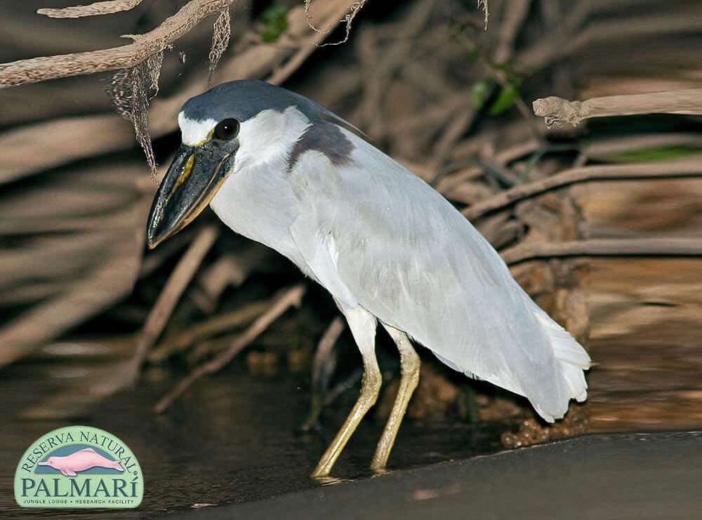 Reserva-Natural-Palmari-Fauna-095