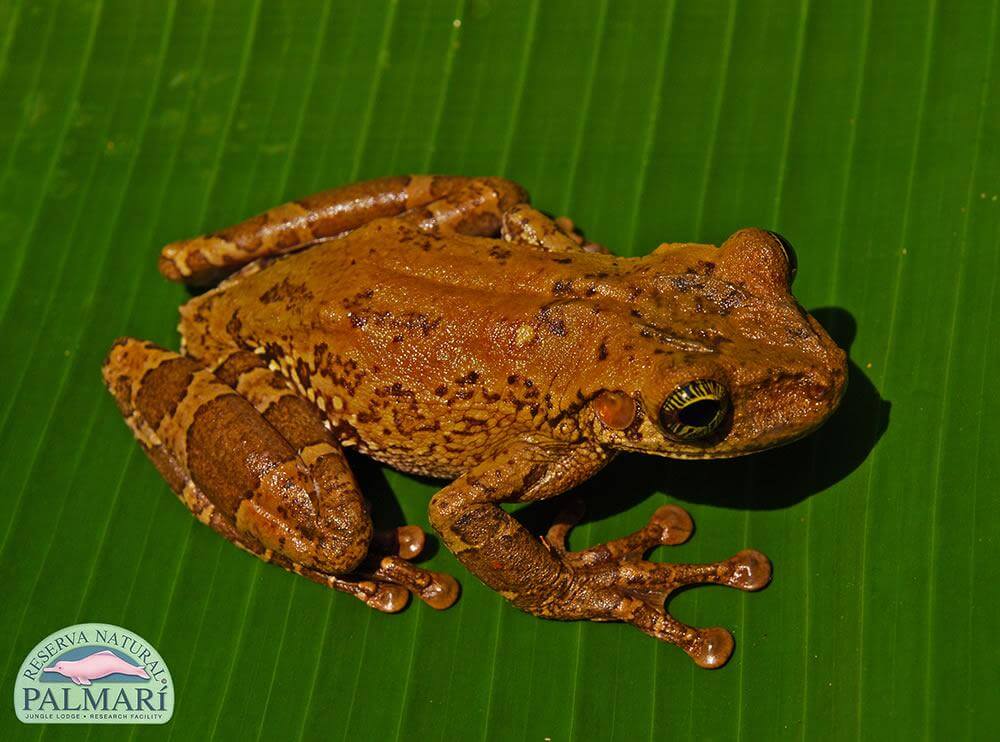 Reserva-Natural-Palmari-Fauna-096