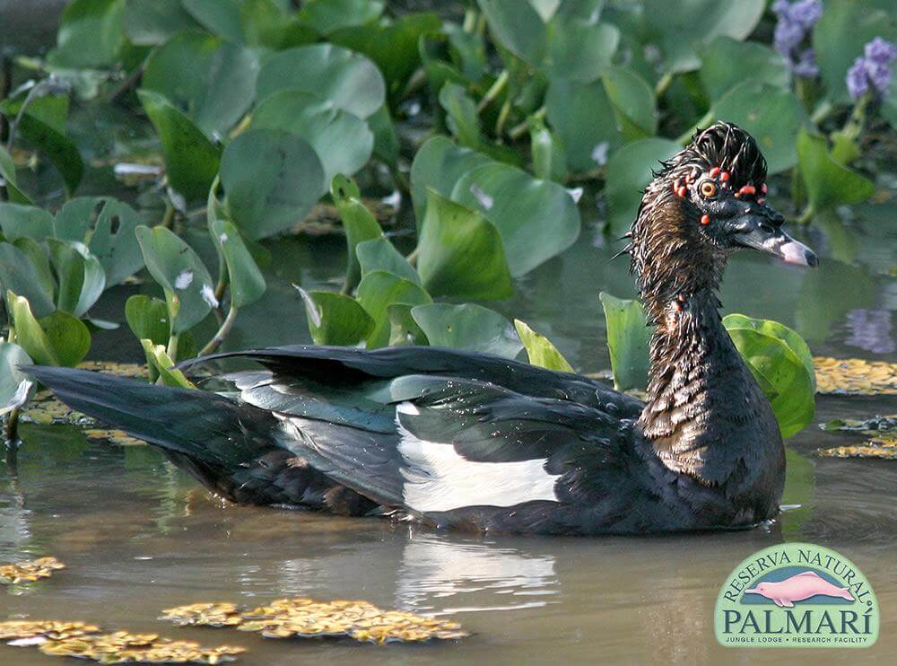 Reserva-Natural-Palmari-Fauna-100