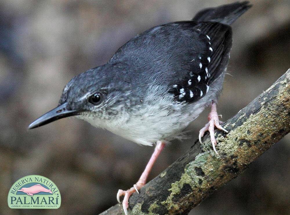 Reserva-Natural-Palmari-Fauna-104