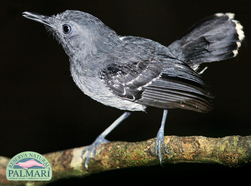 Reserva-Natural-Palmari-Fauna-106