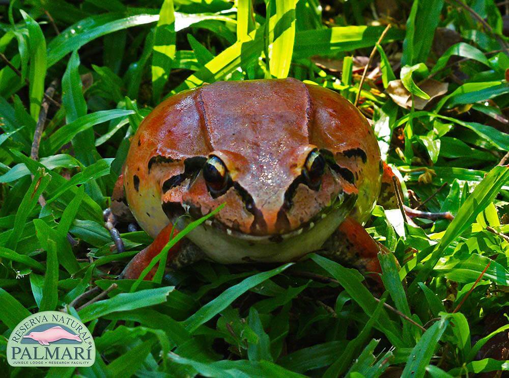 Reserva-Natural-Palmari-Fauna-110