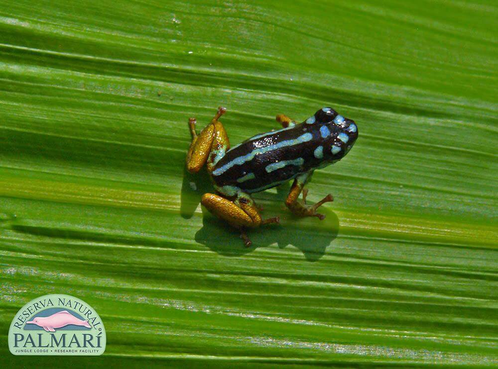 Reserva-Natural-Palmari-Fauna-111