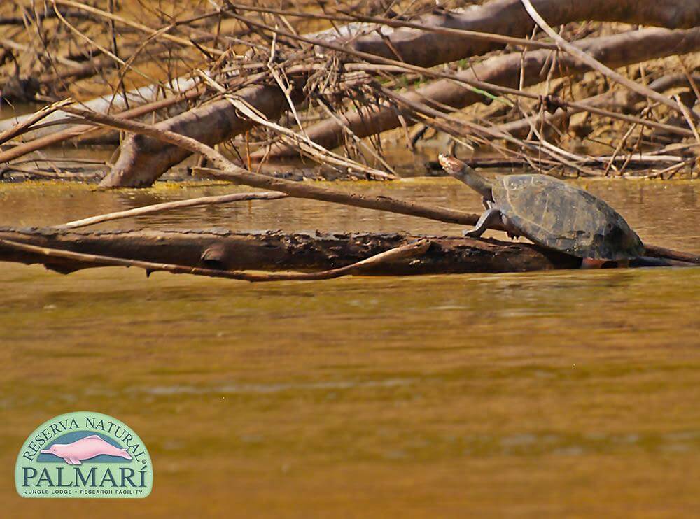 Reserva-Natural-Palmari-Fauna-112