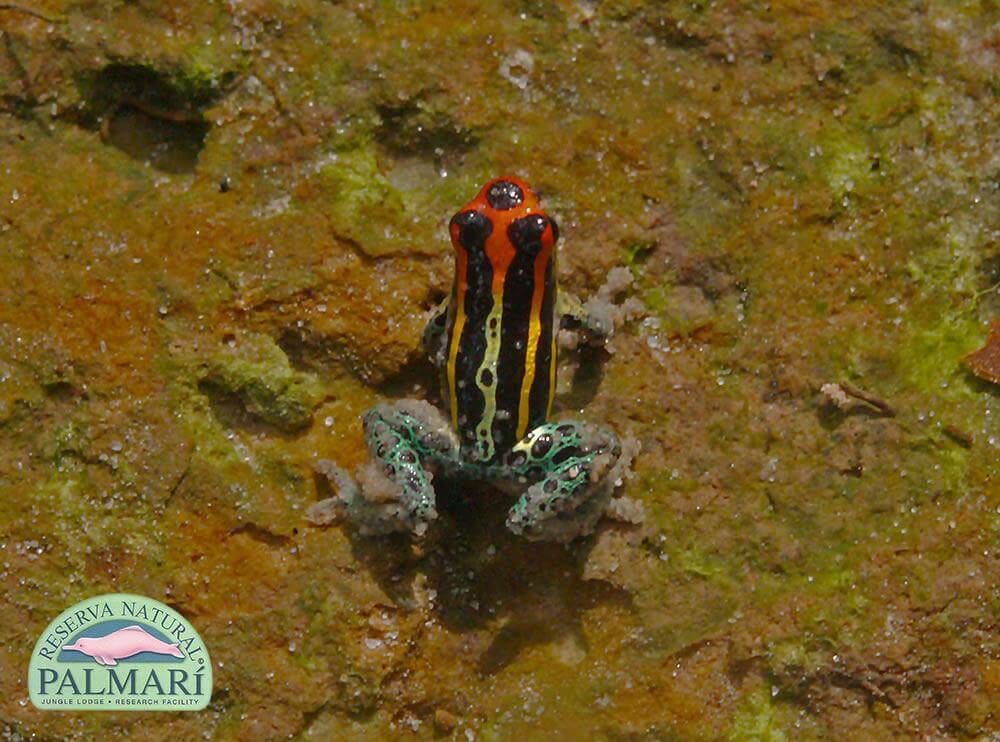 Reserva-Natural-Palmari-Fauna-113