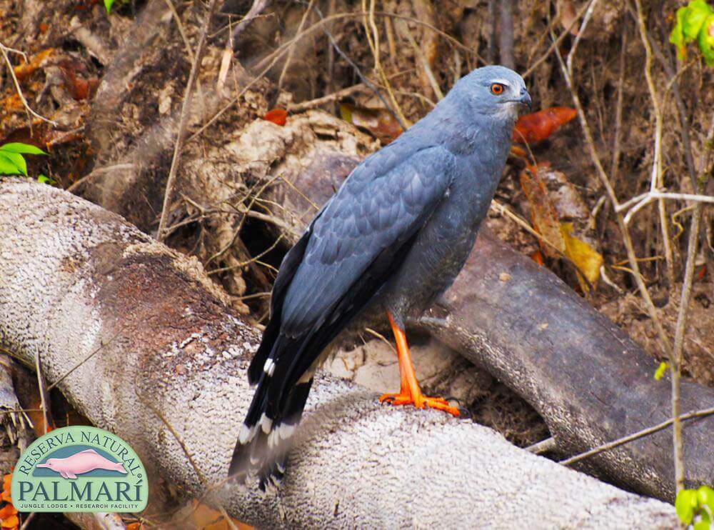 Reserva-Natural-Palmari-Fauna-118