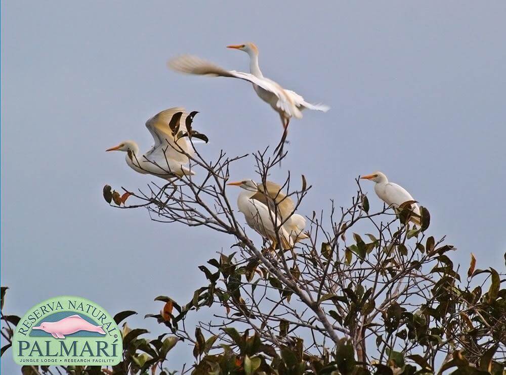 Reserva-Natural-Palmari-Fauna-120