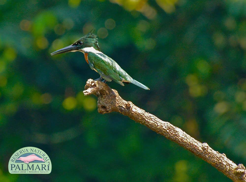 Reserva-Natural-Palmari-Fauna-121