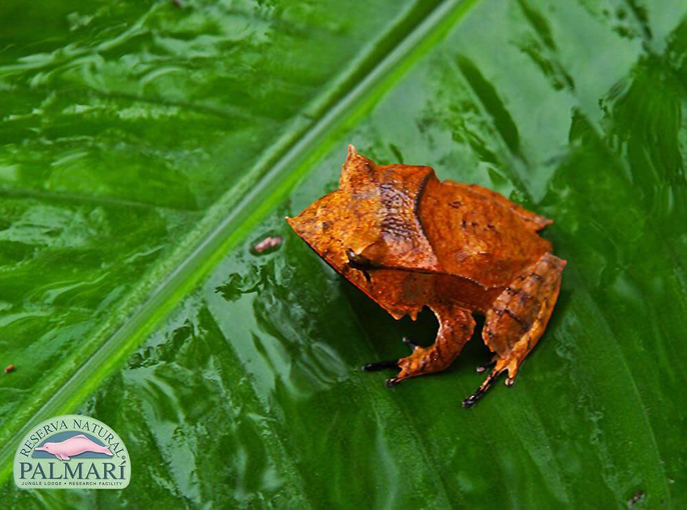 Reserva-Natural-Palmari-Fauna-126