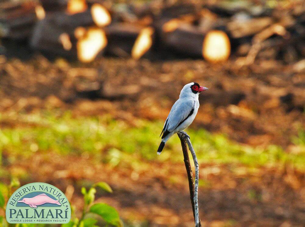 Reserva-Natural-Palmari-Fauna-127