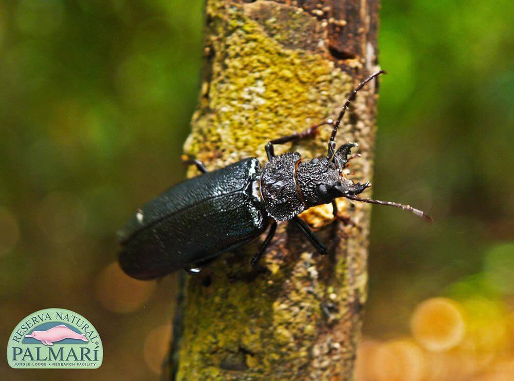 Reserva-Natural-Palmari-Fauna-131