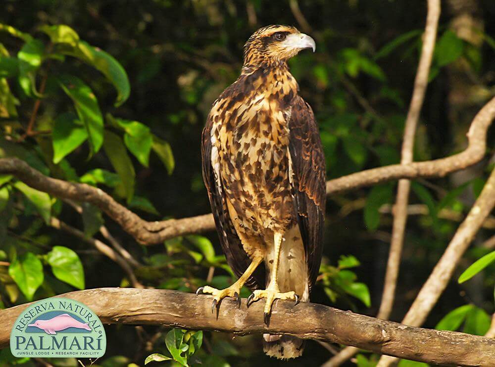 Reserva-Natural-Palmari-Fauna-132