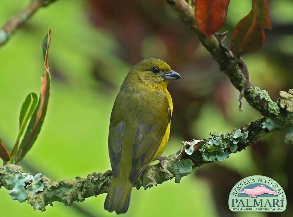 Reserva-Natural-Palmari-Fauna-134