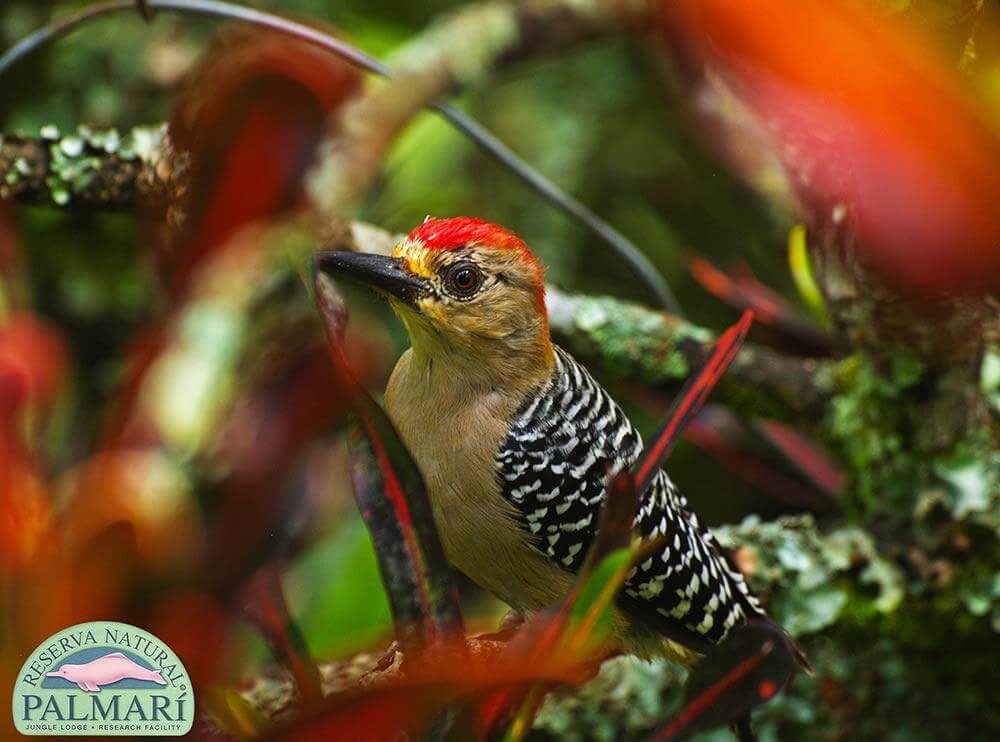 Reserva-Natural-Palmari-Fauna-135