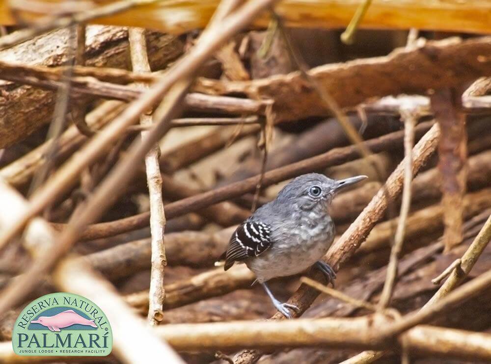 Reserva-Natural-Palmari-Fauna-140