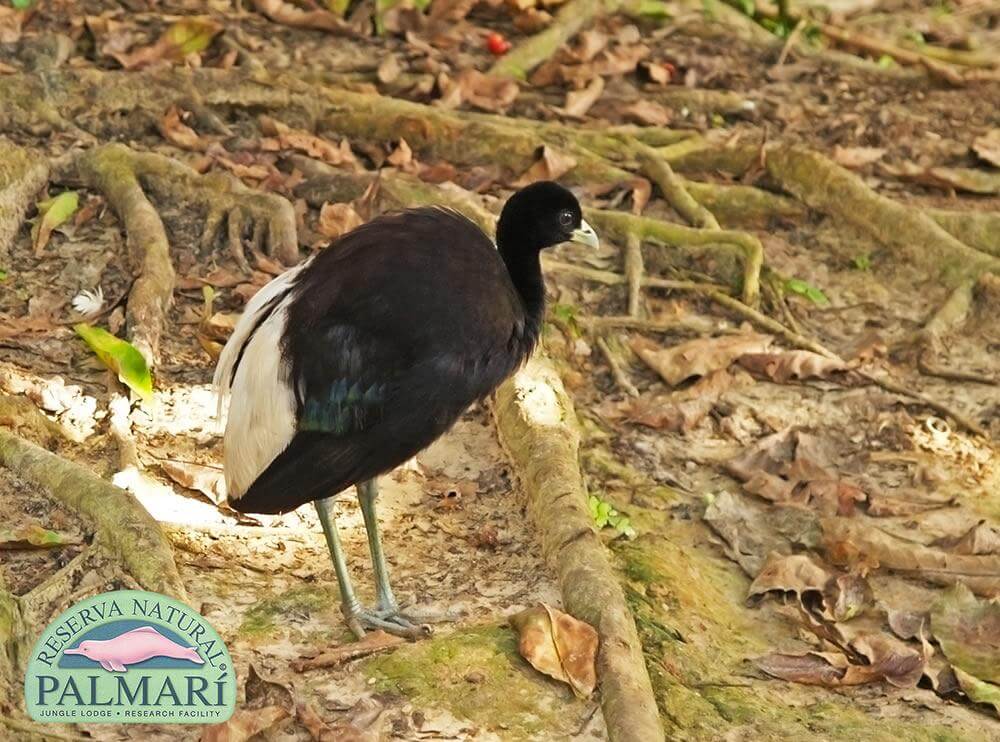 Reserva-Natural-Palmari-Fauna-141