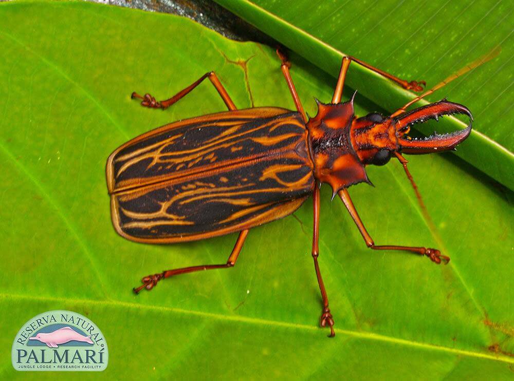 Reserva-Natural-Palmari-Fauna-147