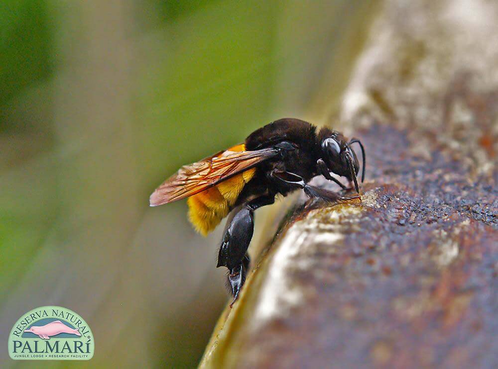 Reserva-Natural-Palmari-Fauna-148