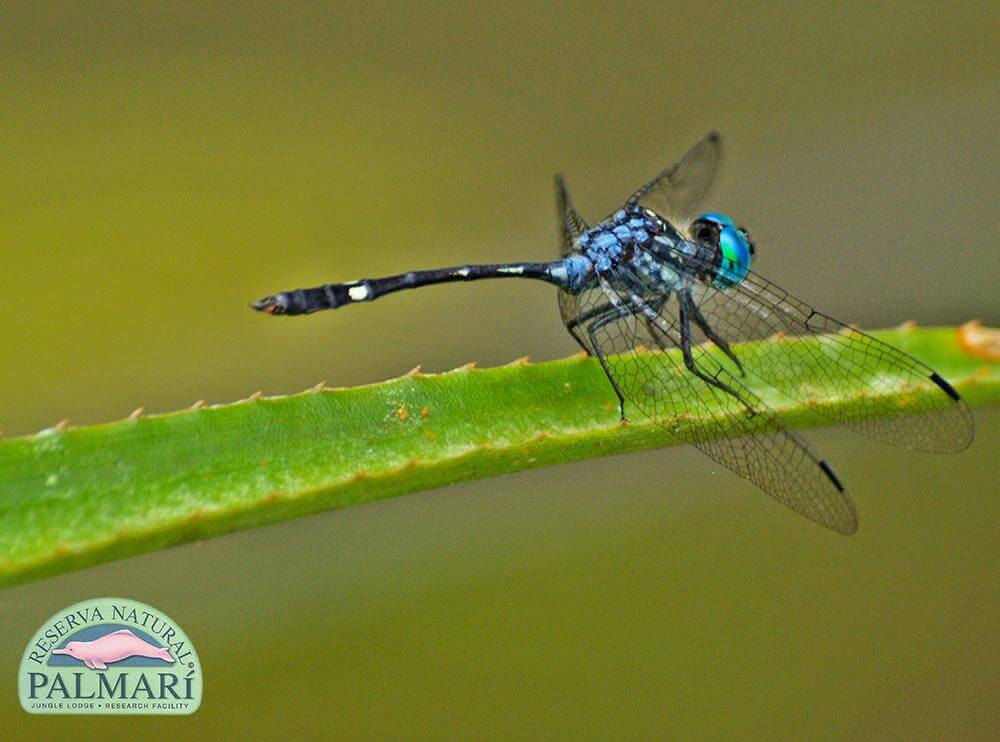 Reserva-Natural-Palmari-Fauna-149