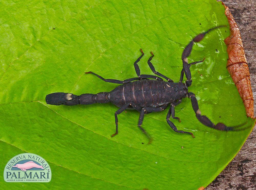 Reserva-Natural-Palmari-Fauna-150