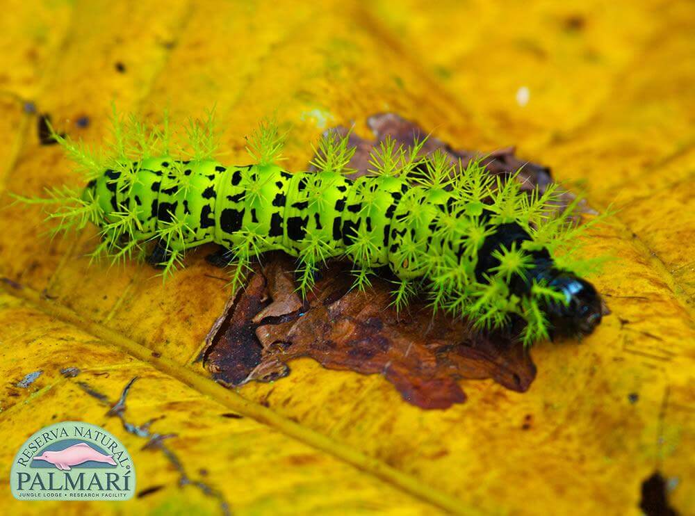 Reserva-Natural-Palmari-Fauna-151