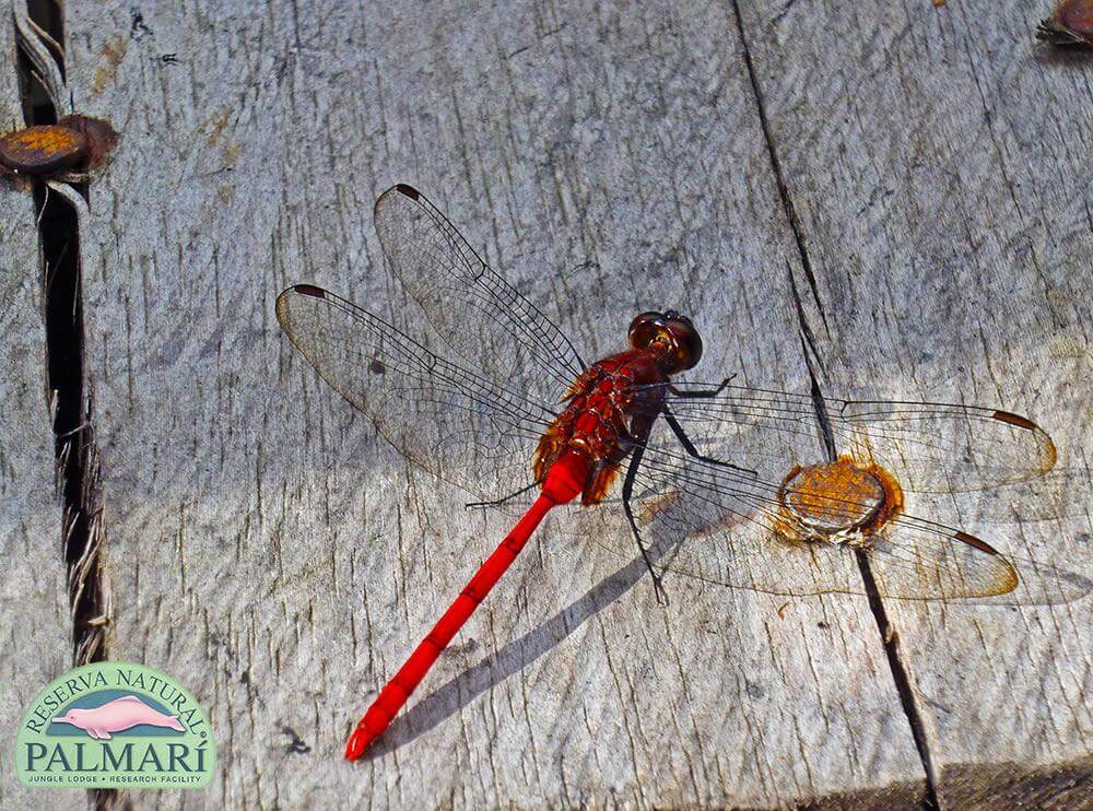 Reserva-Natural-Palmari-Fauna-153