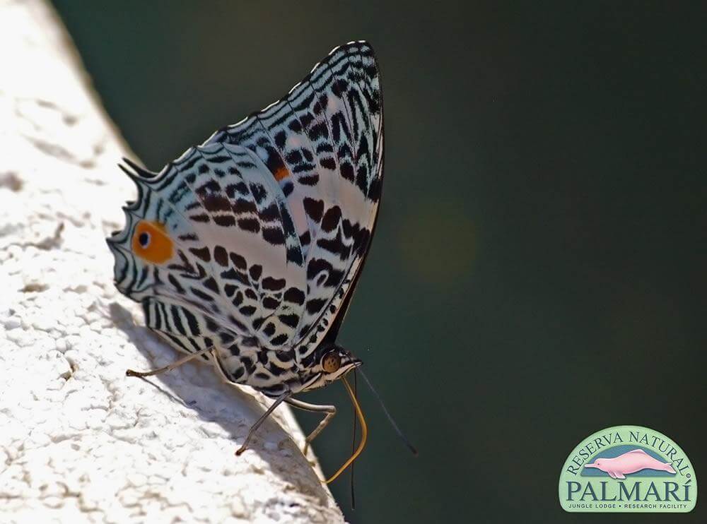 Reserva-Natural-Palmari-Fauna-154