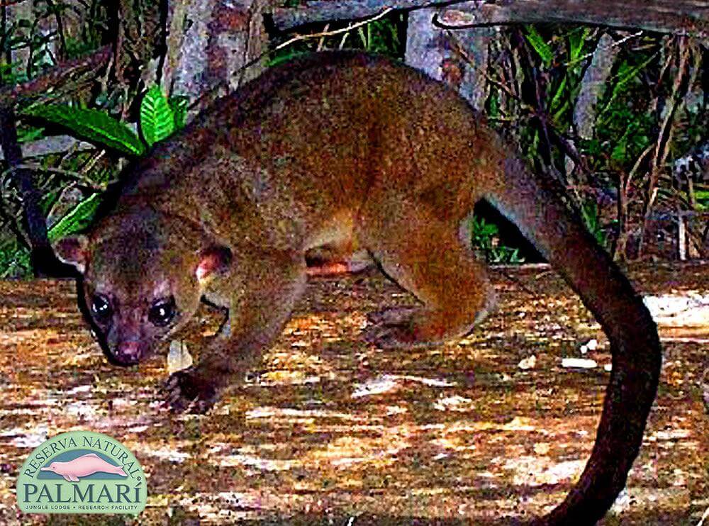 Reserva-Natural-Palmari-Fauna-155