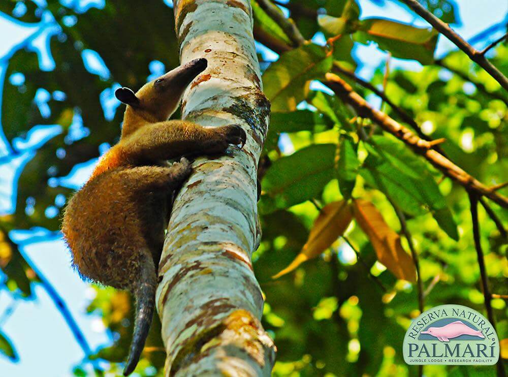 Reserva-Natural-Palmari-Fauna-156