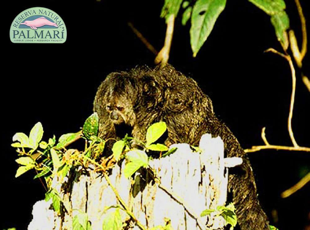 Reserva-Natural-Palmari-Fauna-159