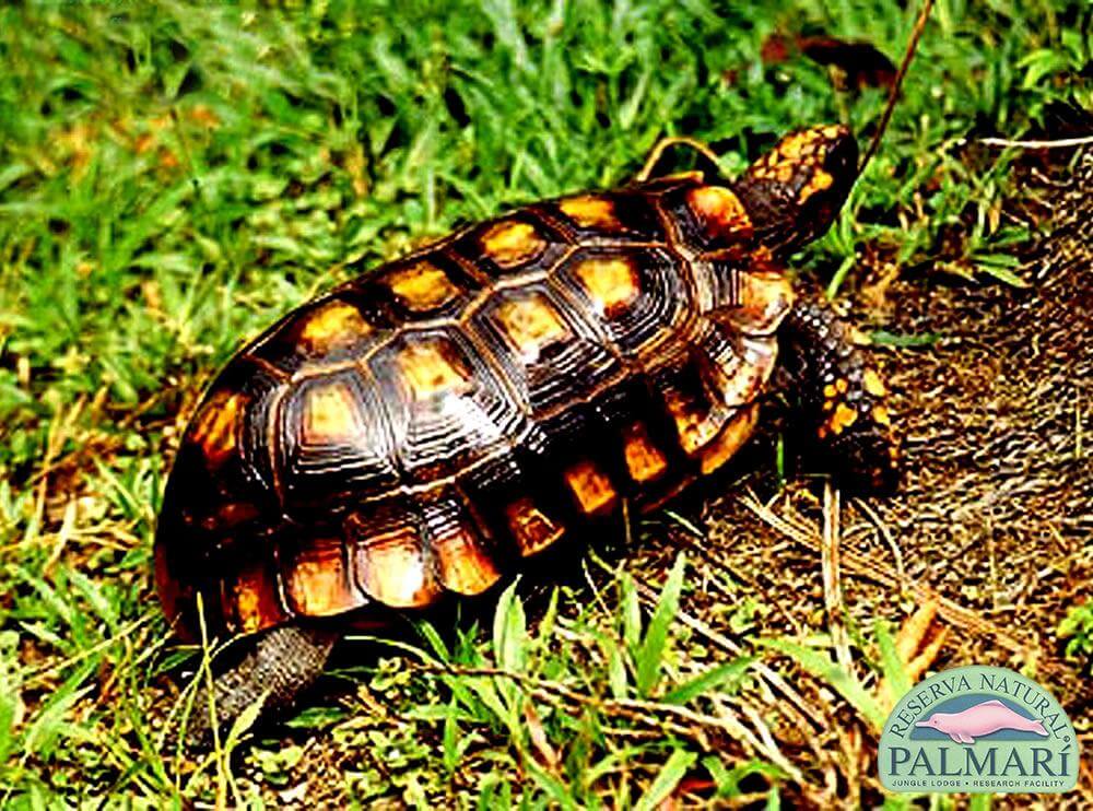 Reserva-Natural-Palmari-Fauna-160