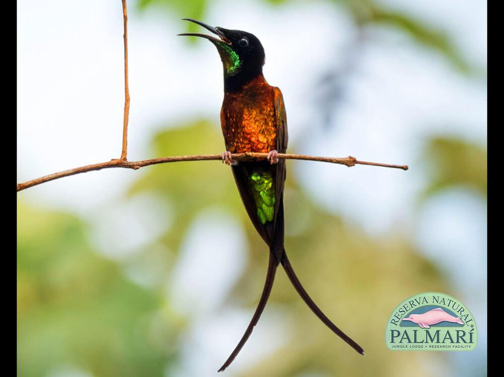 Reserva-Natural-Palmari-Fauna-161