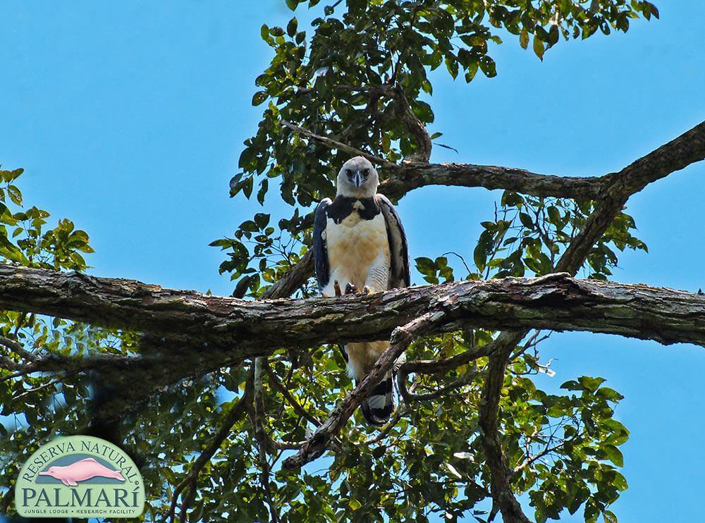 Reserva-Natural-Palmari-Fauna-162