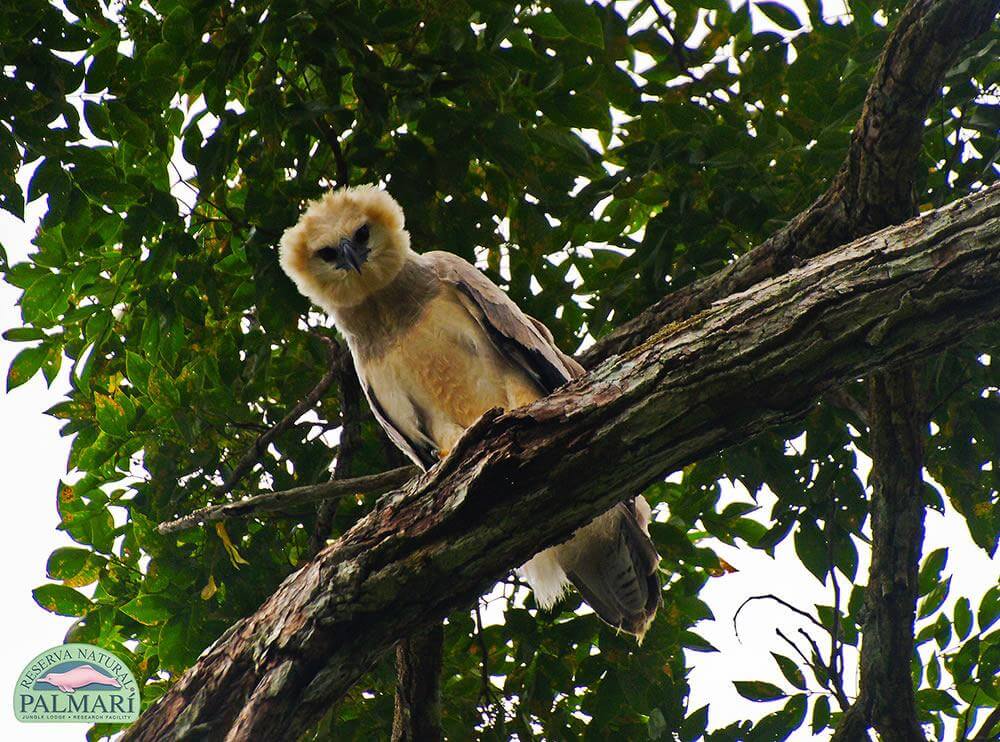 Reserva-Natural-Palmari-Fauna-169