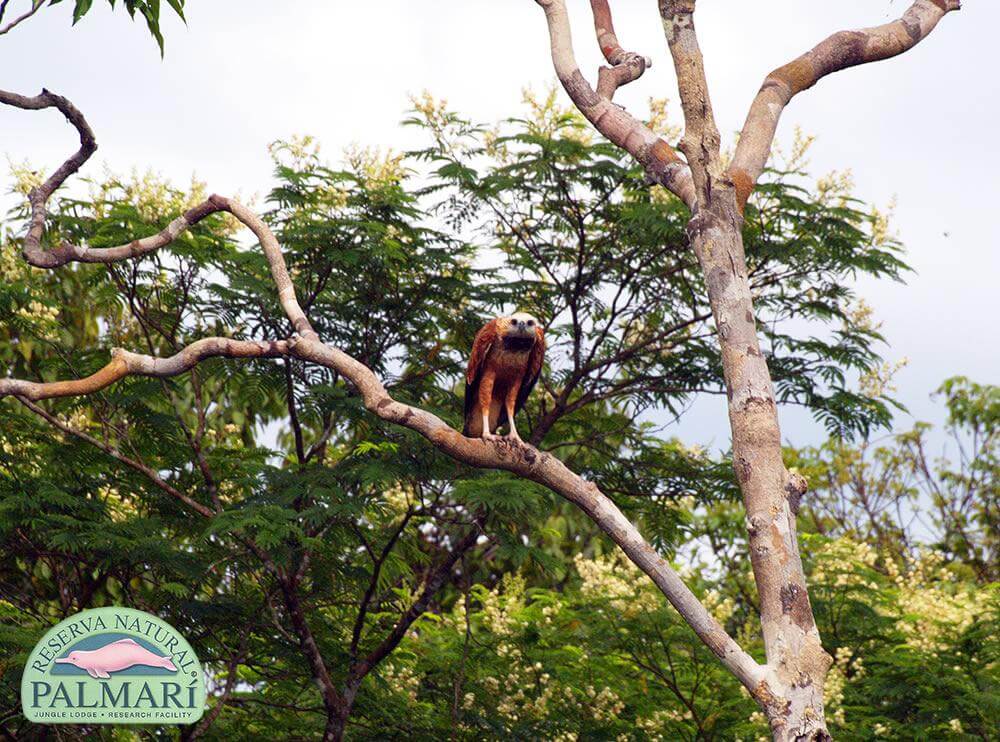 Reserva-Natural-Palmari-Fauna-171