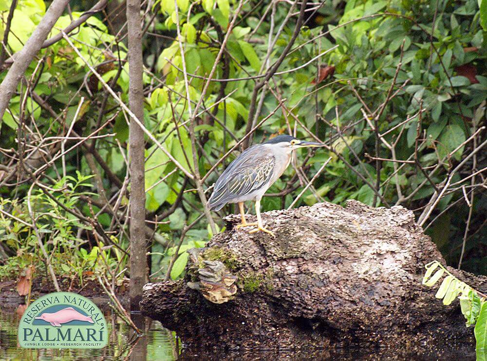 Reserva-Natural-Palmari-Fauna-172