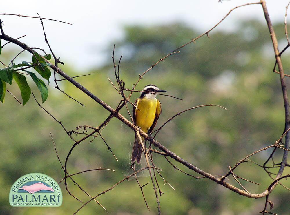 Reserva-Natural-Palmari-Fauna-173