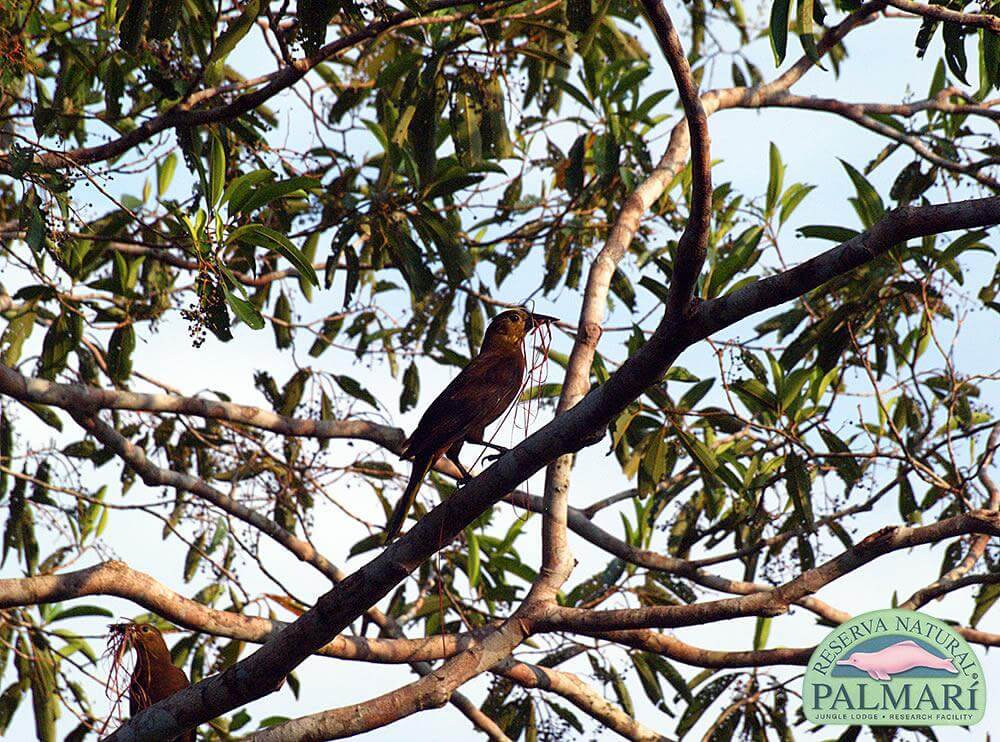 Reserva-Natural-Palmari-Fauna-174