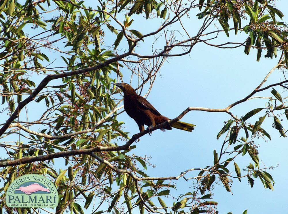 Reserva-Natural-Palmari-Fauna-176