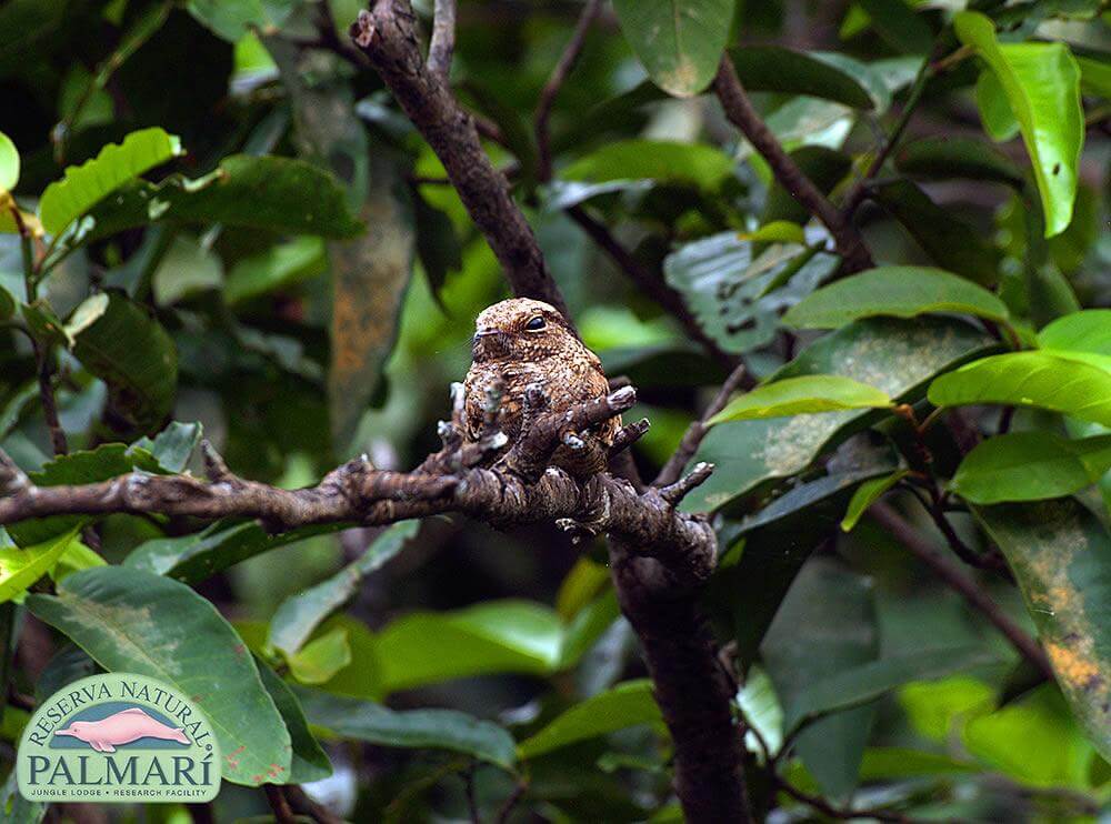 Reserva-Natural-Palmari-Fauna-177