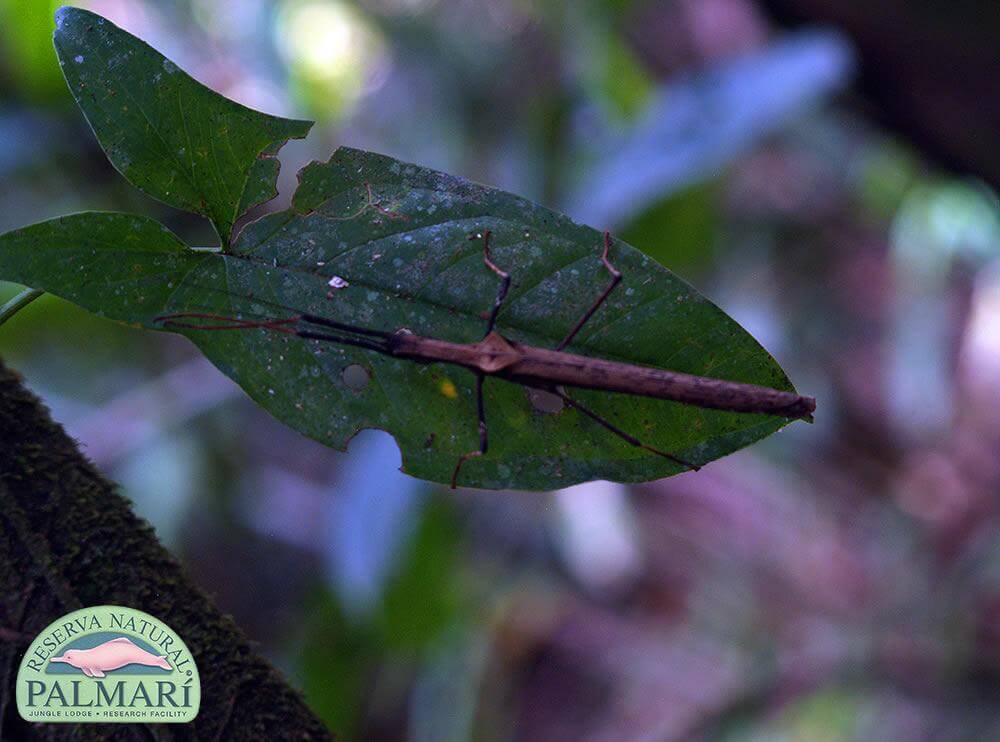 Reserva-Natural-Palmari-Fauna-178