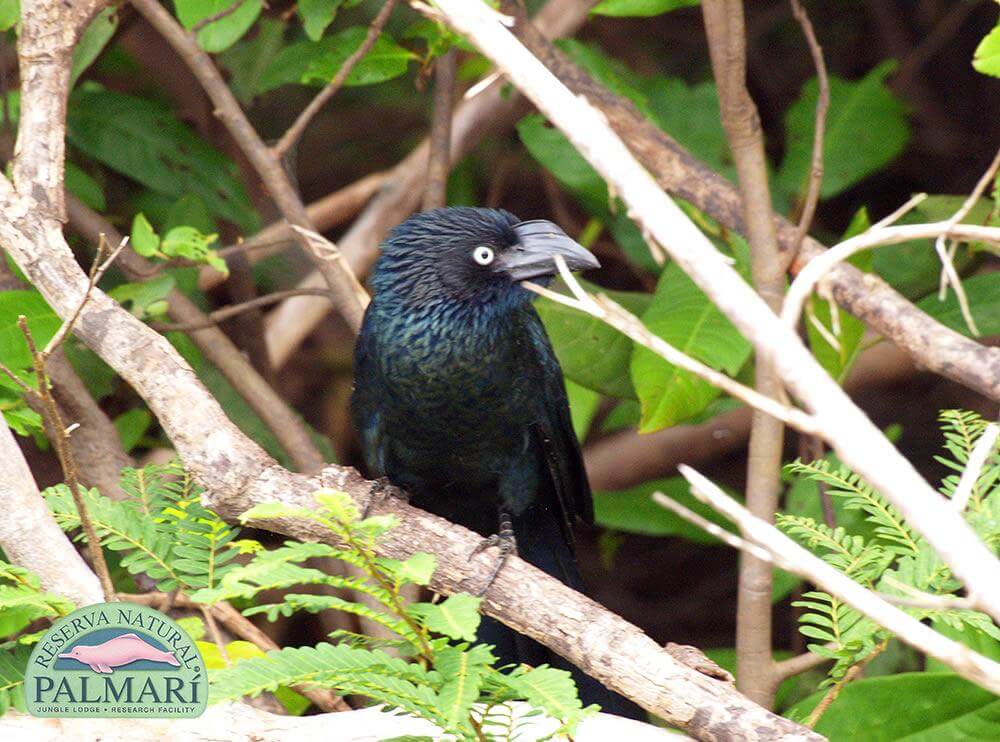 Reserva-Natural-Palmari-Fauna-179