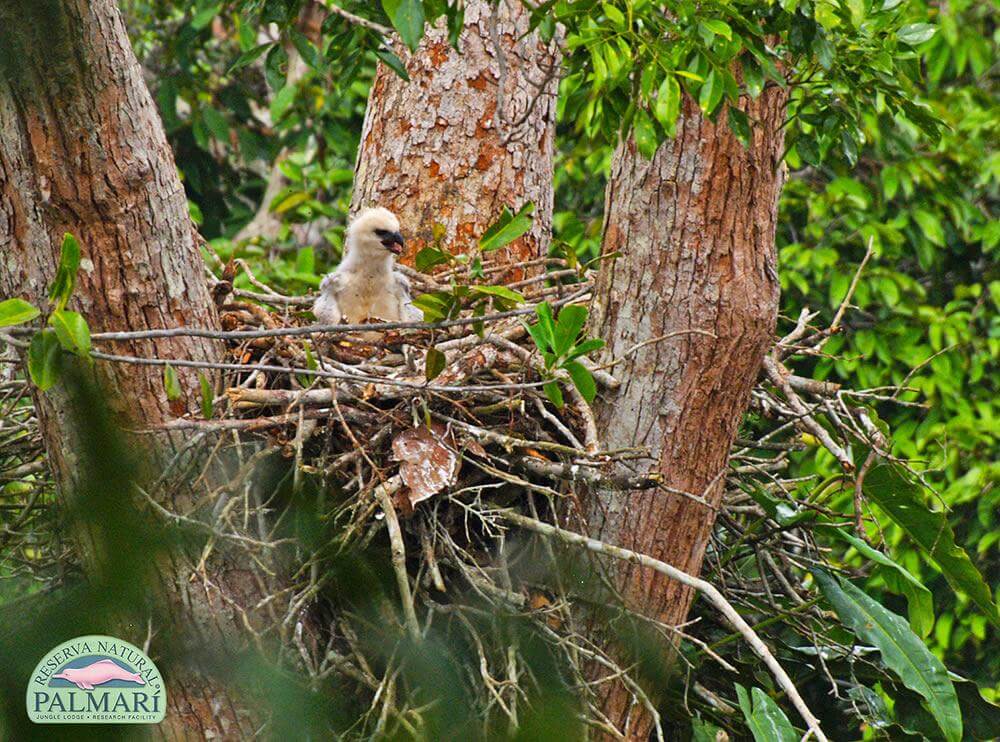 Reserva-Natural-Palmari-Fauna-180