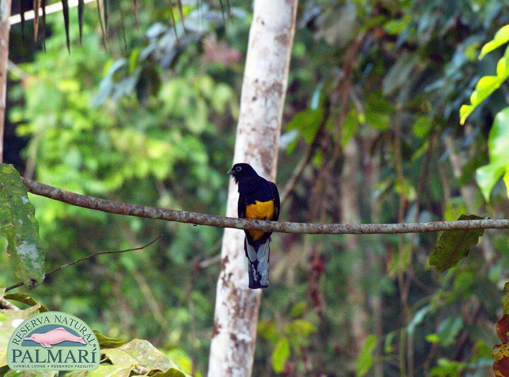 Reserva-Natural-Palmari-Fauna-181